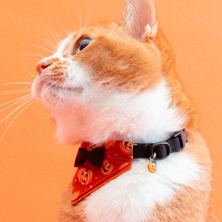 バンダナ付き猫首輪　ハロウィンパーティー　ジャック・オー・ランタン／オレンジ