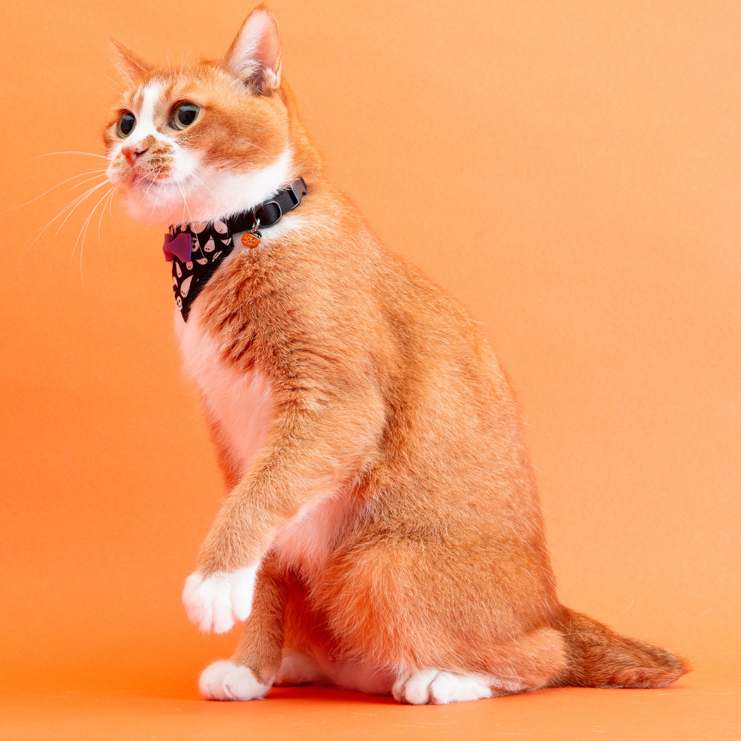 バンダナ付き猫首輪　ハロウィンパーティー　ゴースト／ブラック