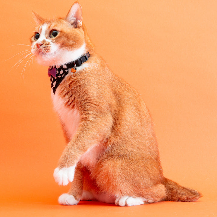 バンダナ付き猫首輪　ハロウィンパーティー　ゴースト／ブラック