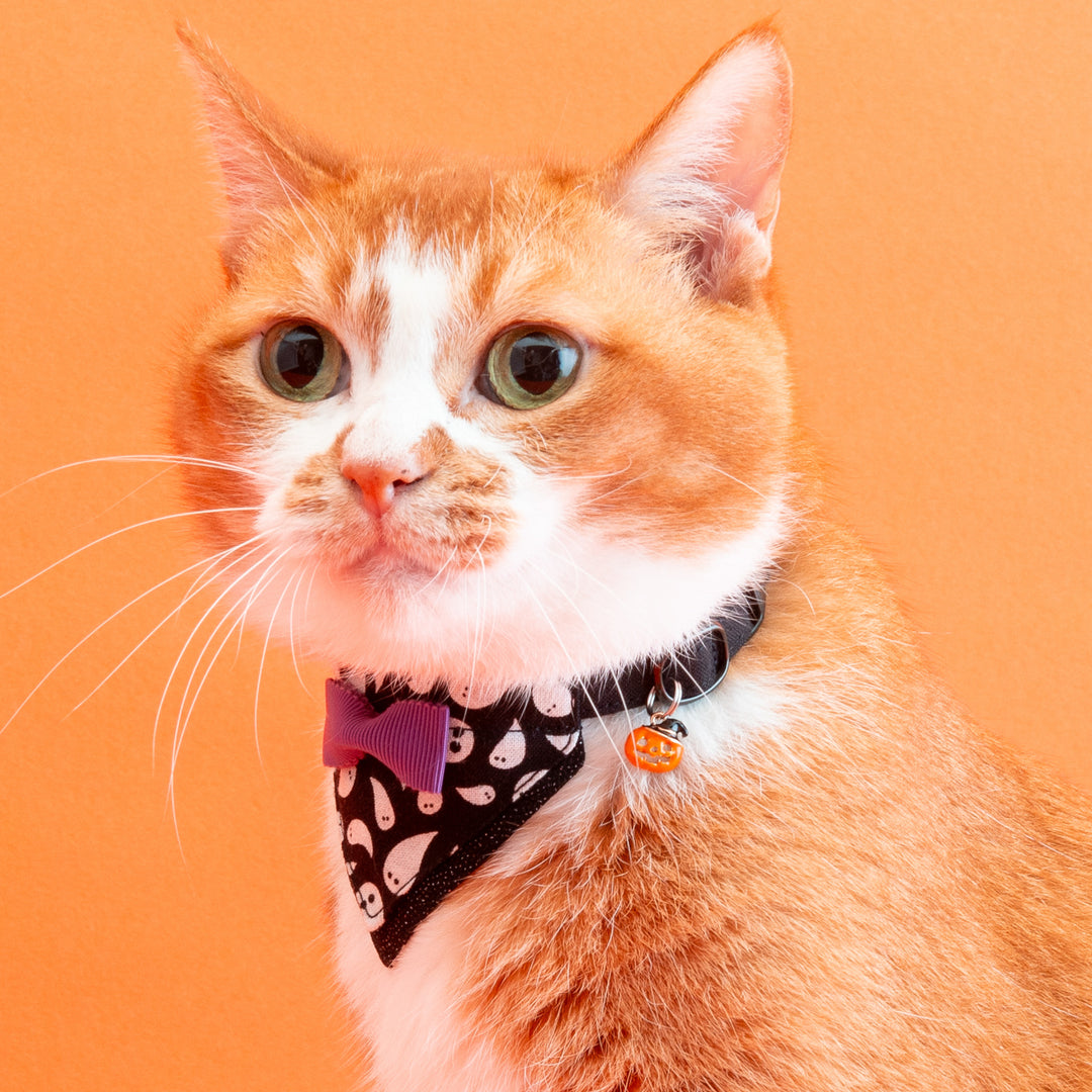 バンダナ付き猫首輪　ハロウィンパーティー　ゴースト／ブラック