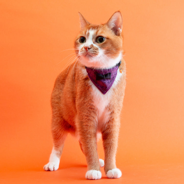 バンダナ付き猫首輪　ハロウィンパーティー　ミッドナイトフラワー／パープル