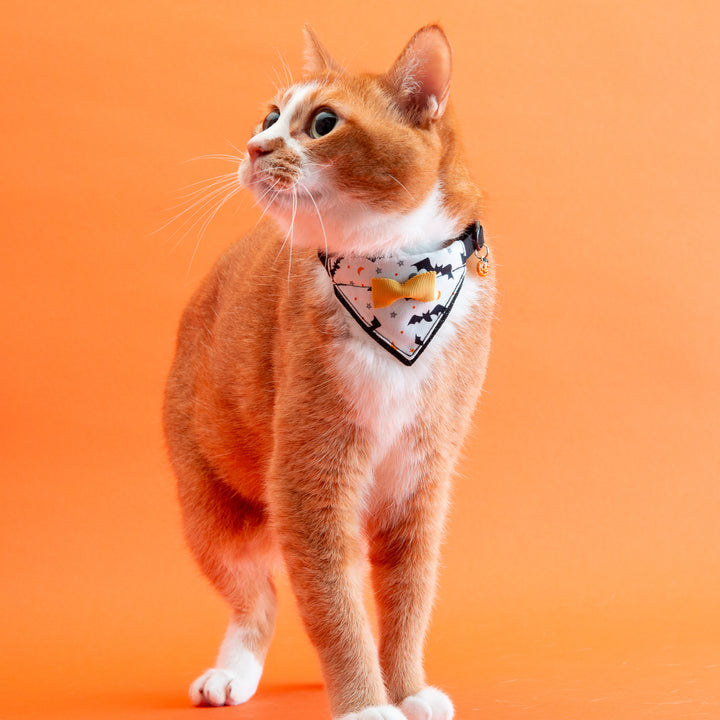 バンダナ付き猫首輪　ハロウィンパーティー　コウモリ／ブラック