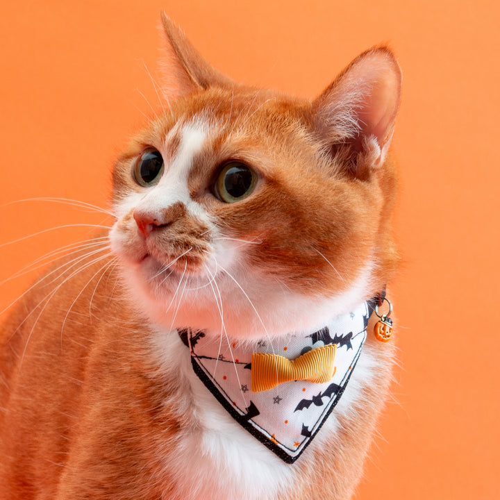 バンダナ付き猫首輪　ハロウィンパーティー　コウモリ／ブラック