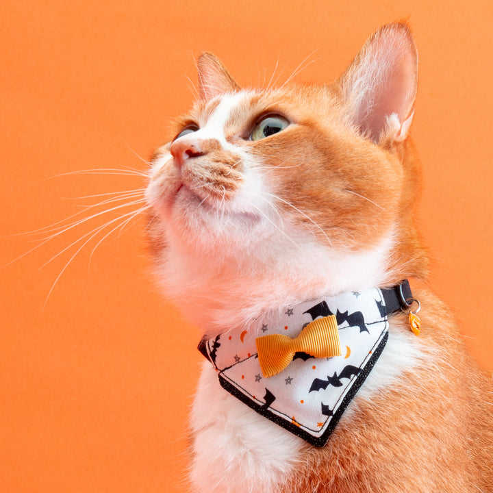 バンダナ付き猫首輪　ハロウィンパーティー　コウモリ／ブラック