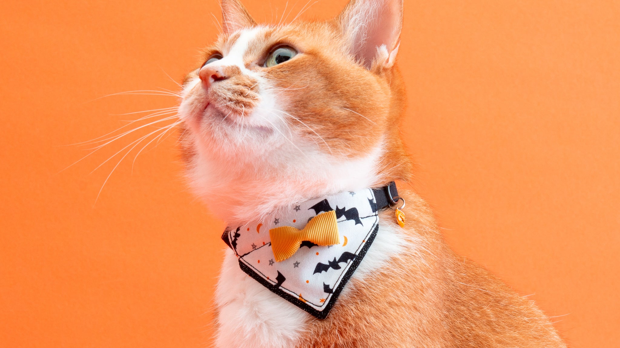 ハロウィン、ストライプアリス(ブルー)わんちゃん猫ちゃん用首輪 ハロウィン、ストライプアリス(ブルー)わんちゃん猫ちゃん用首輪