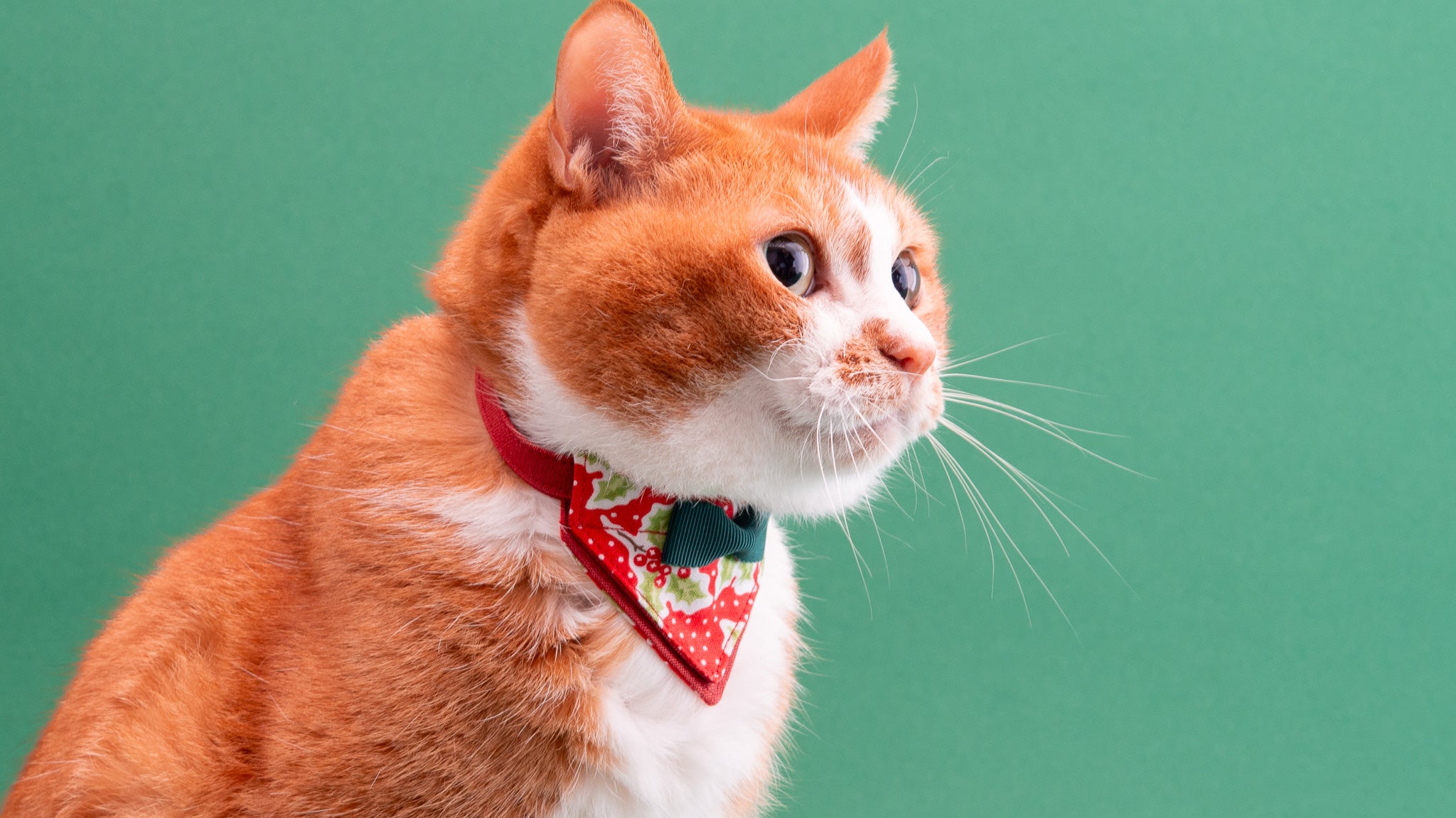 クリスマスシリーズ(赤×白)わんちゃん猫ちゃん用首輪 クリスマスシリーズ(赤無地)わんちゃん猫ちゃん用首輪 猫首輪