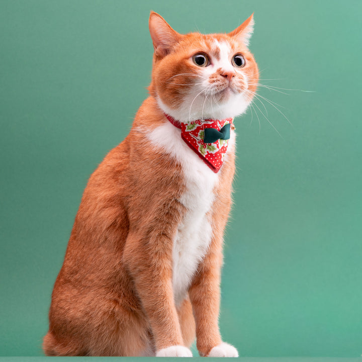 バンダナ付き猫首輪　クリスマスパーティー　ホーリーベリー
