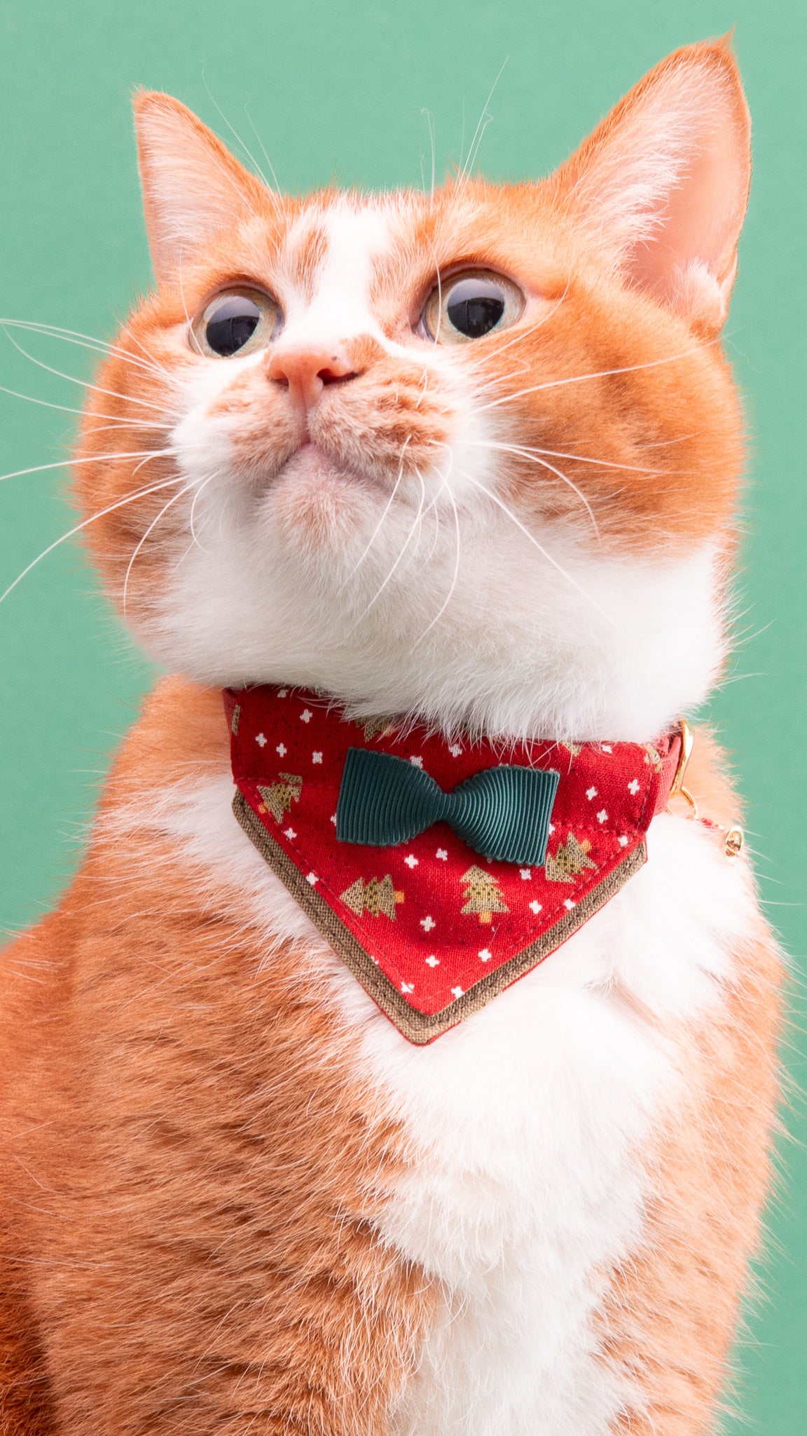 milmil様 milmil様 milmilジューンブライド、シングルリボン(③)わん