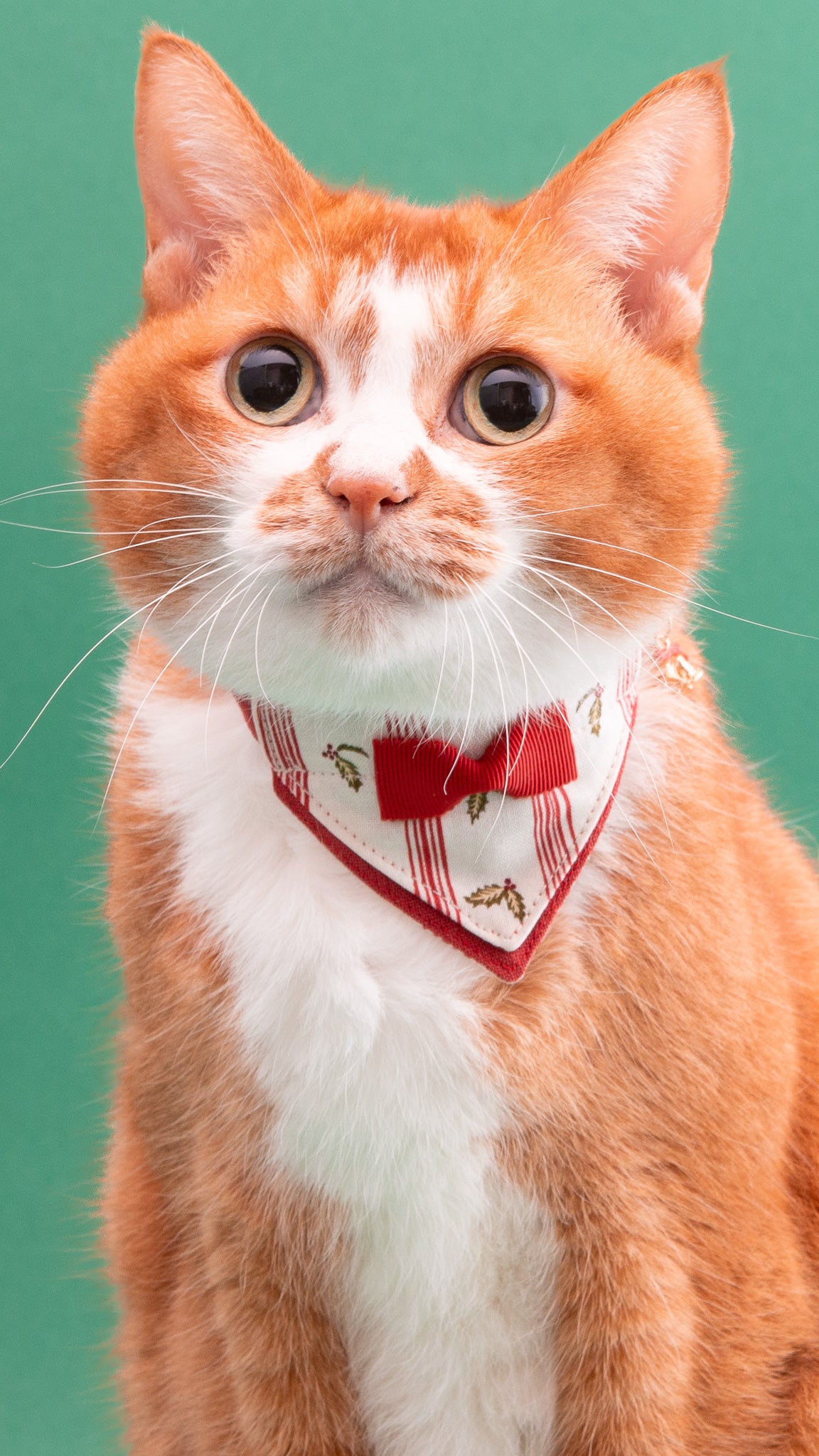 猫首輪クリスマスコレクション