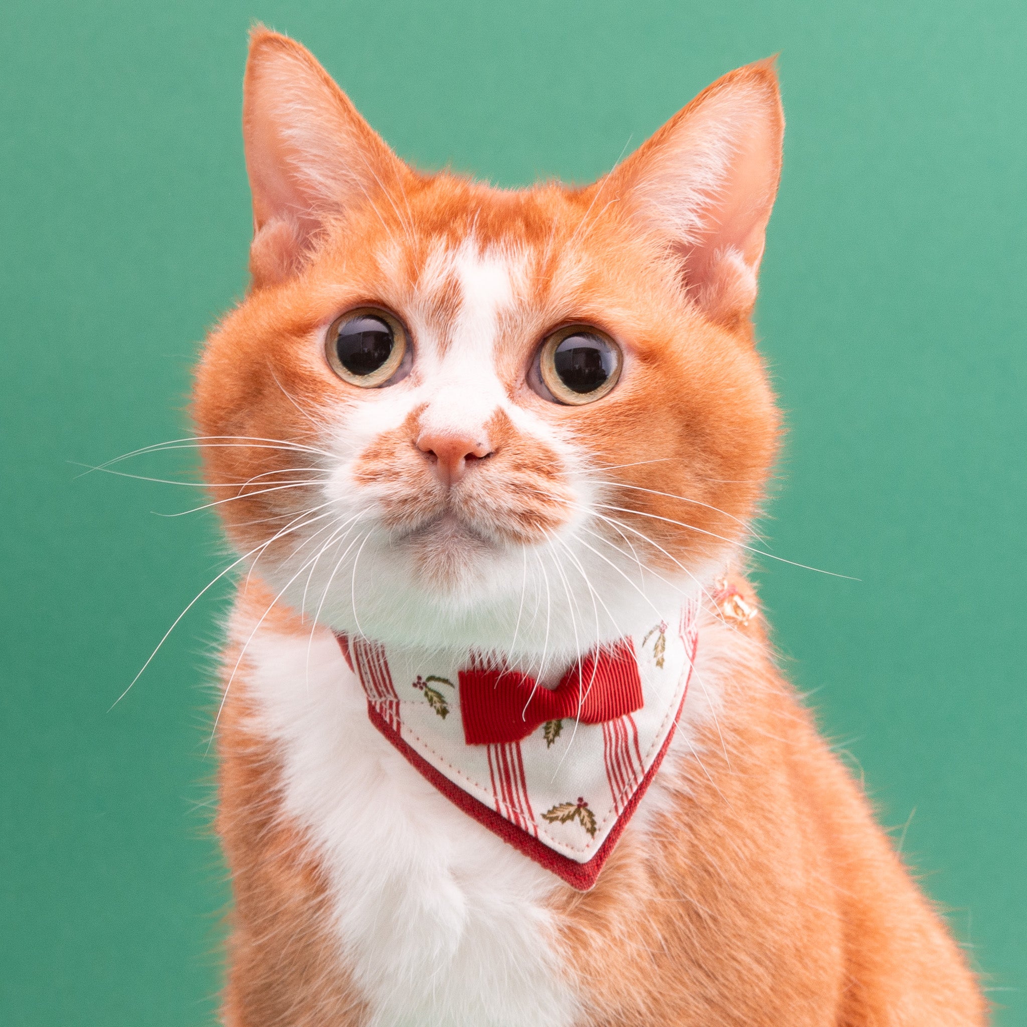 リボン付き猫首輪｜ハゲにくい・セーフティバックル仕様｜ぽぽねこ公式