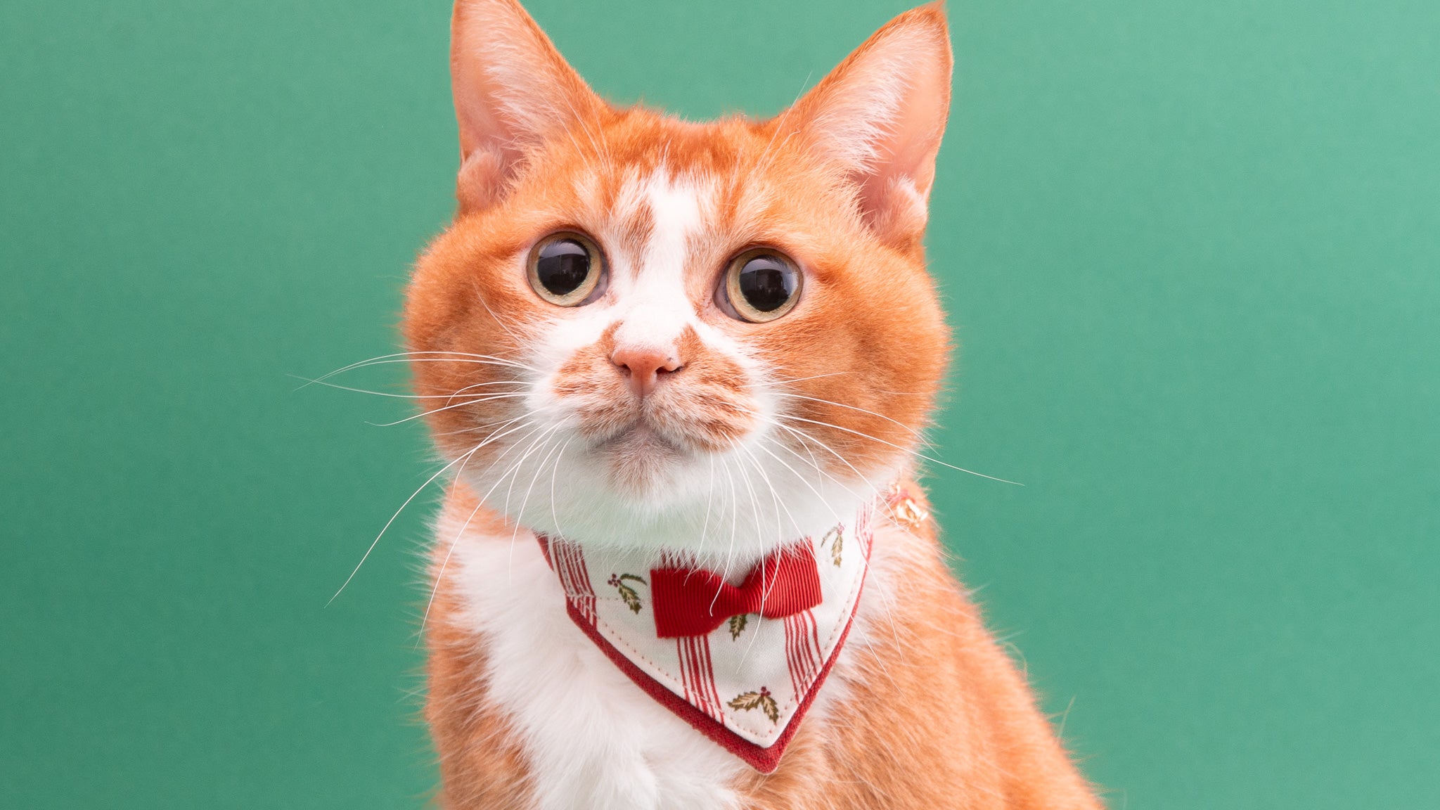 猫首輪クリスマスコレクション