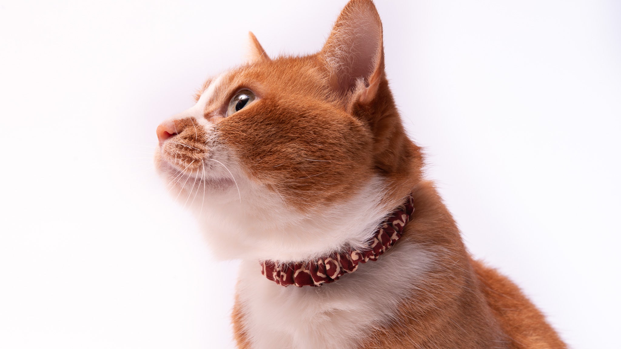 猫用シュシュ首輪｜可愛くてハゲにくい！安全な柔らか素材｜ぽぽねこ
