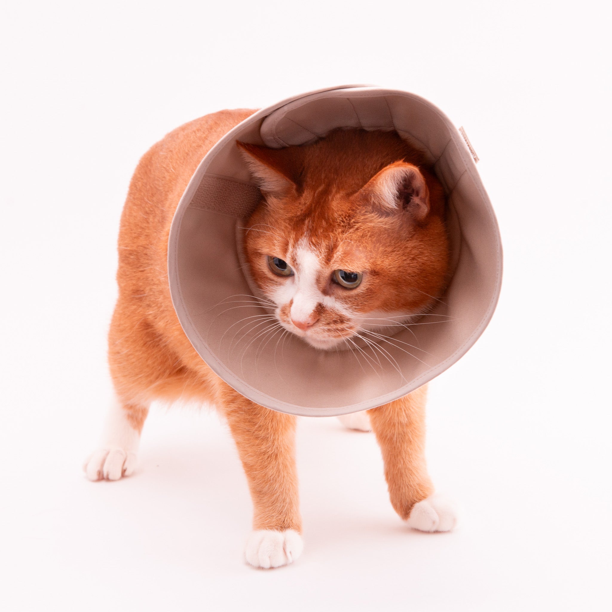 軽くて柔らかい猫用エリザベスカラー 傷口が見えにくいタイプ｜ぽぽ