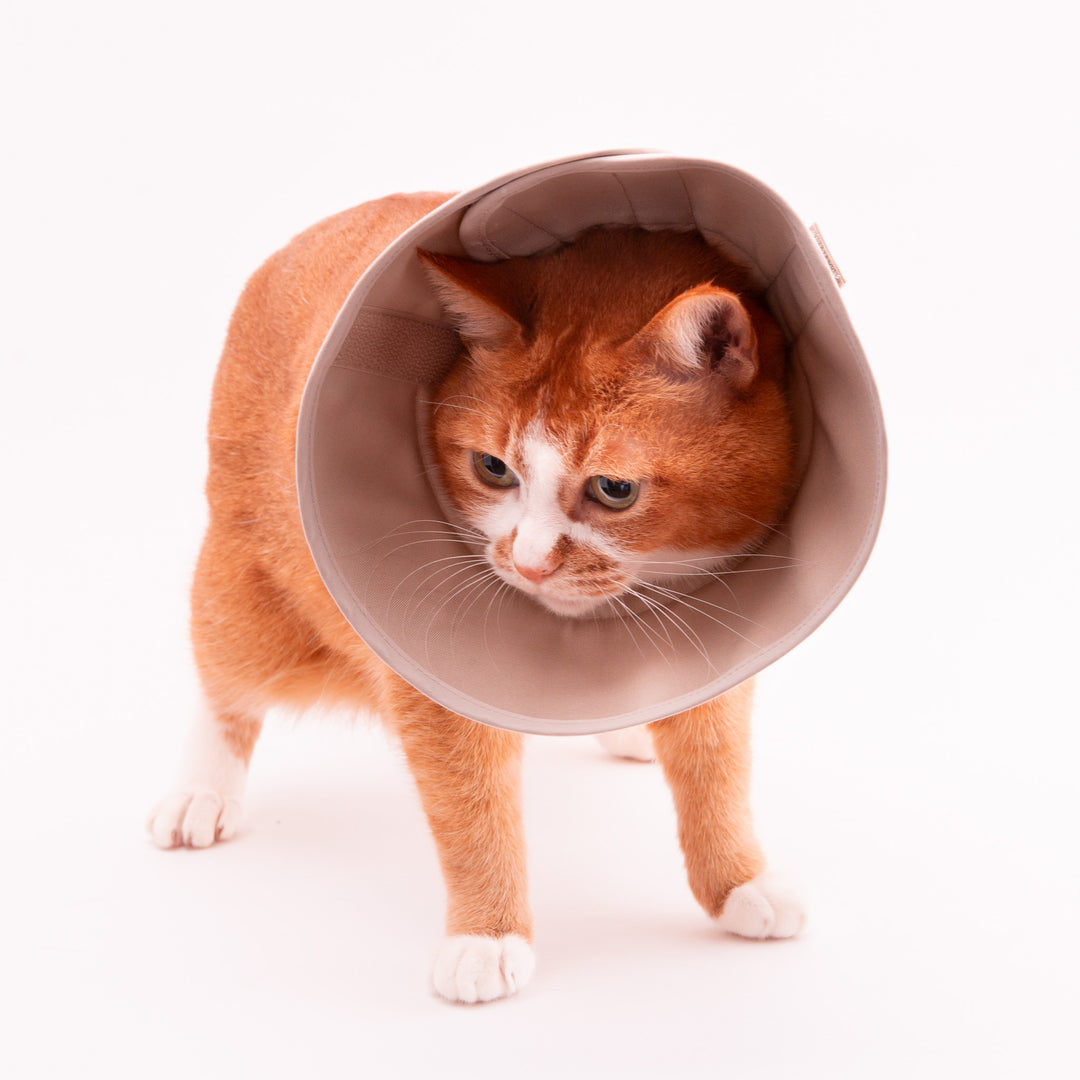 軽くて柔らかい猫用エリザベスカラー　傷口が見えにくいタイプ - ぽぽねこ公式オンラインショップ