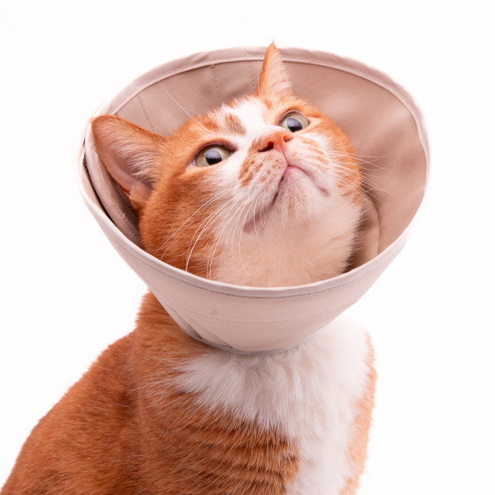 軽くて柔らかい猫用エリザベスカラー　傷口が見えにくいタイプ - ぽぽねこ公式オンラインショップ