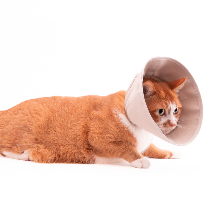 軽くて柔らかい猫用エリザベスカラー　傷口が見えにくいタイプ - ぽぽねこ公式オンラインショップ