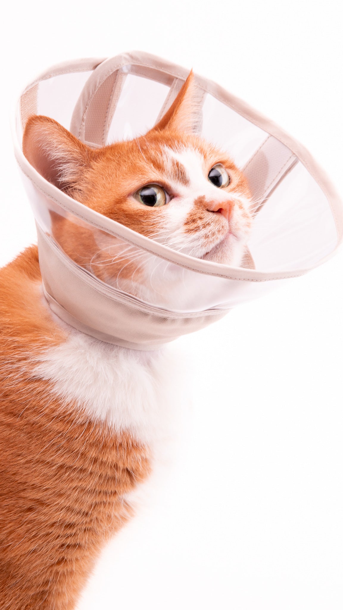 ぽぽねこの猫用エリザベスカラーの特徴とこだわりについて – ぽぽねこ