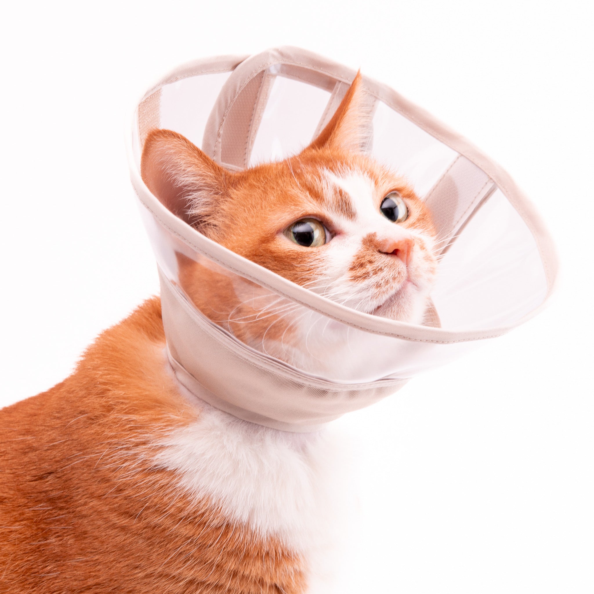 ぽぽねこの猫用エリザベスカラーの特徴とこだわりについて – ぽぽねこ
