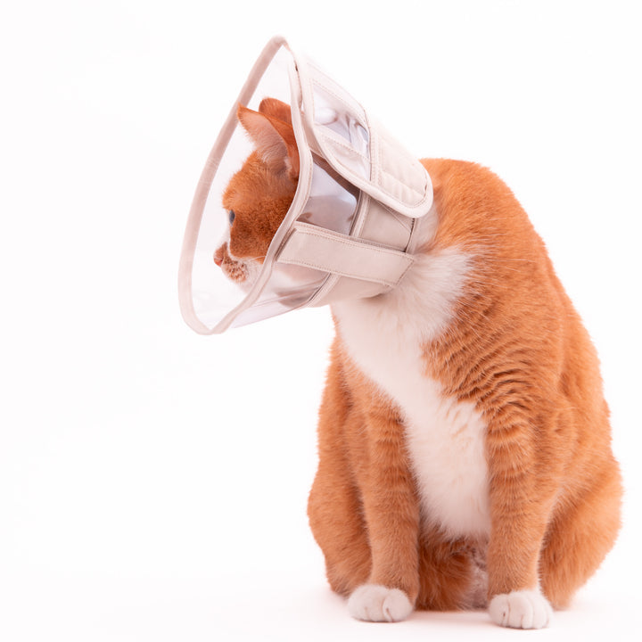 軽くて柔らかい猫用エリザベスカラー　視界良好タイプ - ぽぽねこ公式オンラインショップ