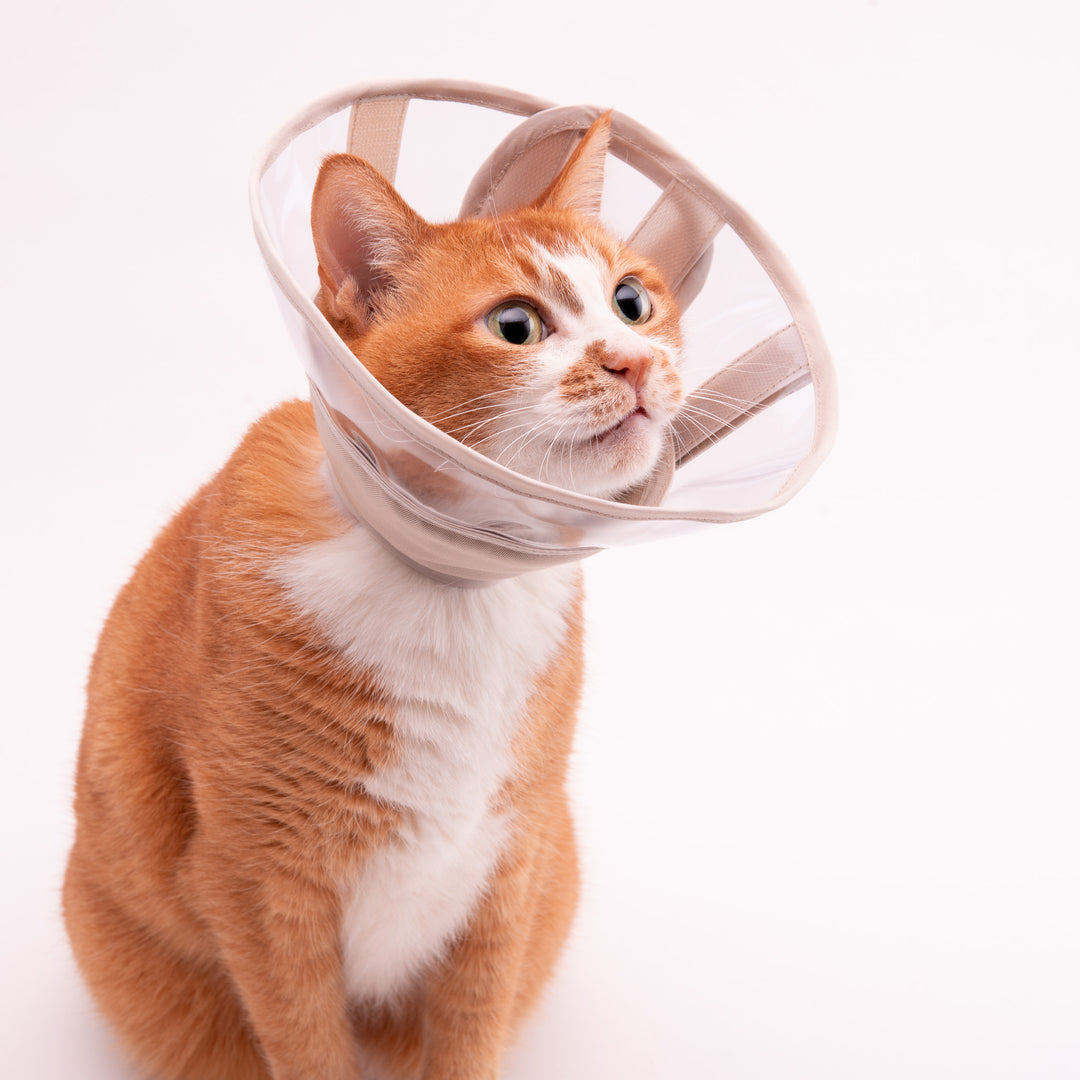 軽くて柔らかい猫用エリザベスカラー　視界良好タイプ - ぽぽねこ公式オンラインショップ
