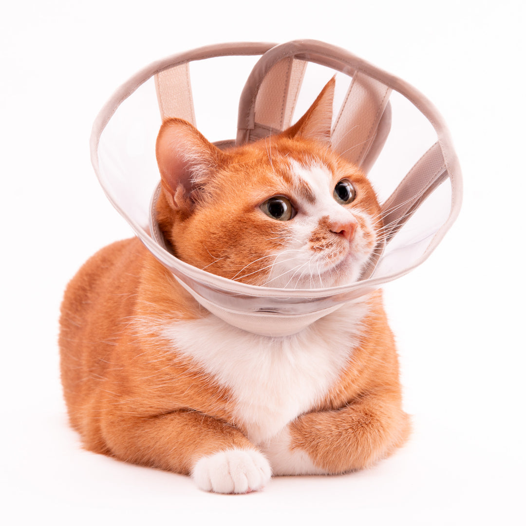 軽くて柔らかい猫用エリザベスカラー　視界良好タイプ - ぽぽねこ公式オンラインショップ