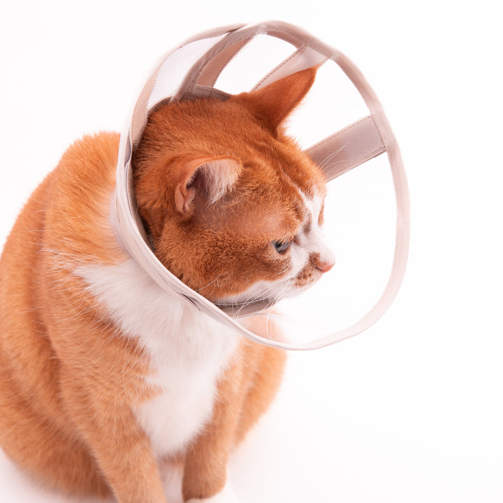 軽くて柔らかい猫用エリザベスカラー　視界良好タイプ - ぽぽねこ公式オンラインショップ