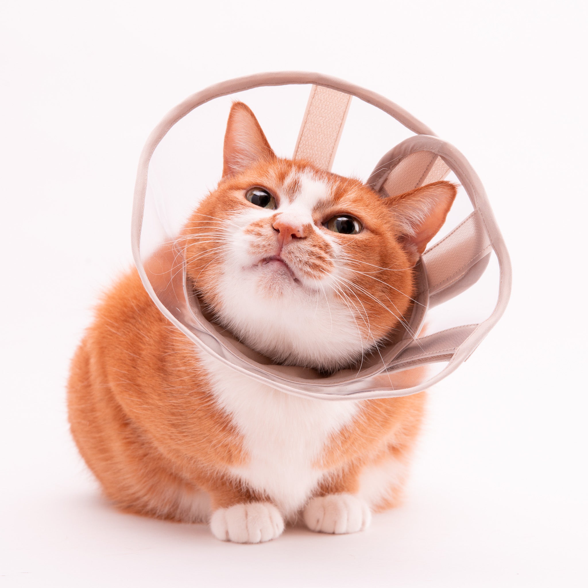 ぽぽねこの猫用エリザベスカラーの特徴とこだわりについて – ぽぽねこ