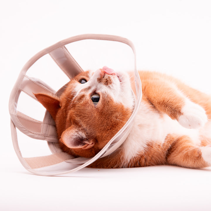軽くて柔らかい猫用エリザベスカラー　視界良好タイプ - ぽぽねこ公式オンラインショップ