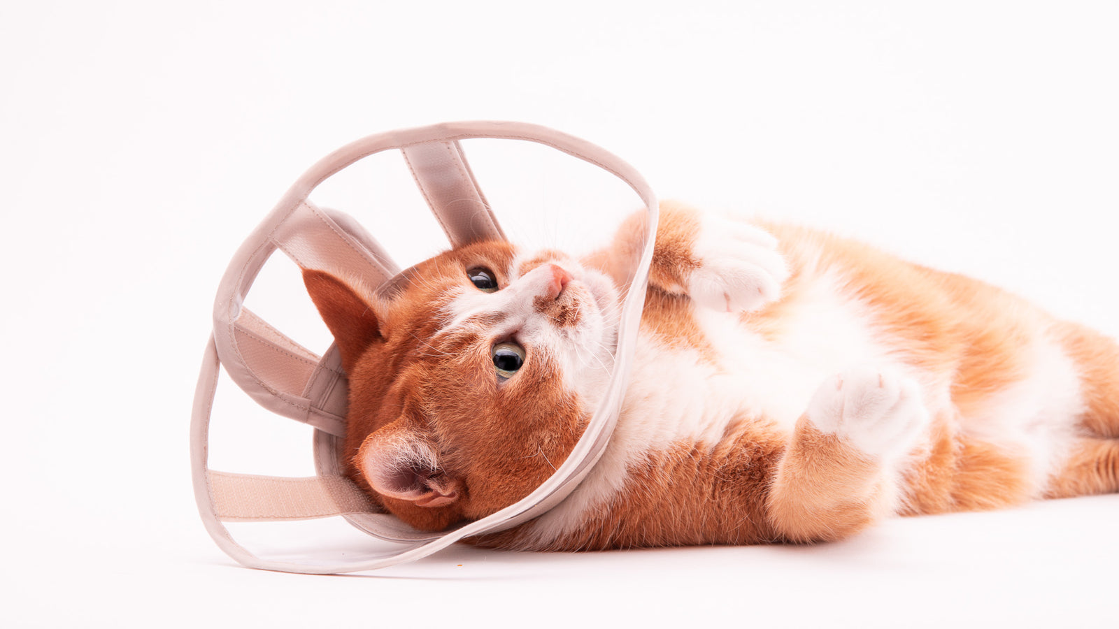 ぽぽねこのエリザベスカラーのお手入れ方法