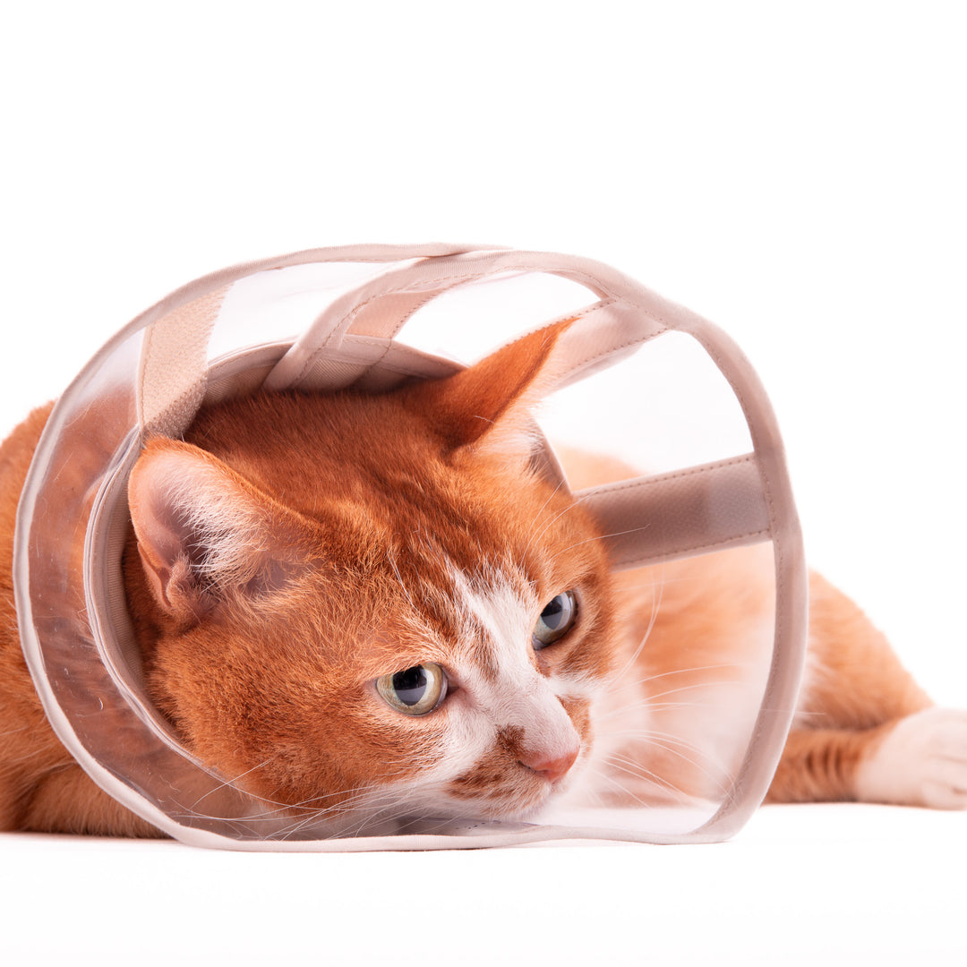 軽くて柔らかい猫用エリザベスカラー　視界良好タイプ - ぽぽねこ公式オンラインショップ
