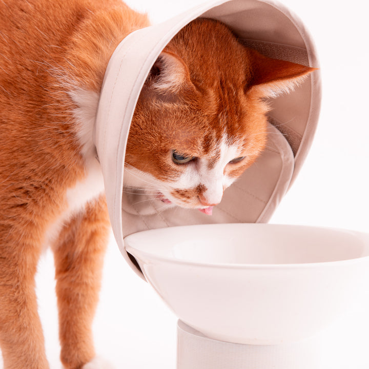 軽くて柔らかい猫用エリザベスカラー　傷口が見えにくいタイプ - ぽぽねこ公式オンラインショップ