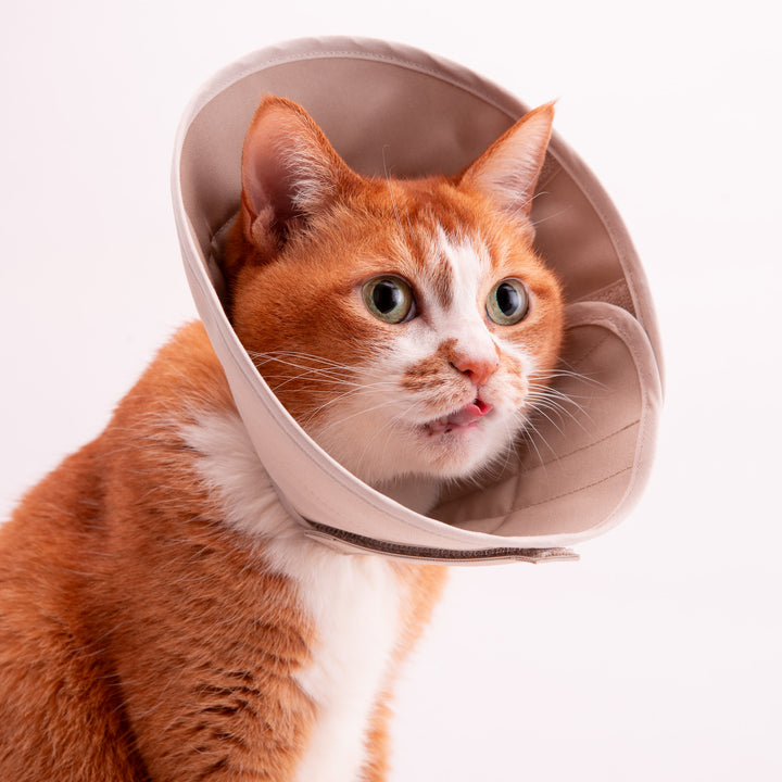 軽くて柔らかい猫用エリザベスカラー　傷口が見えにくいタイプ - ぽぽねこ公式オンラインショップ