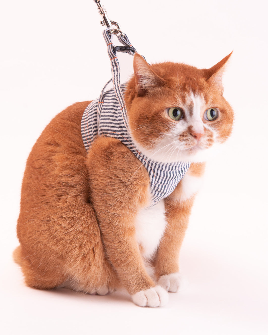 猫用ハーネスの測り方
