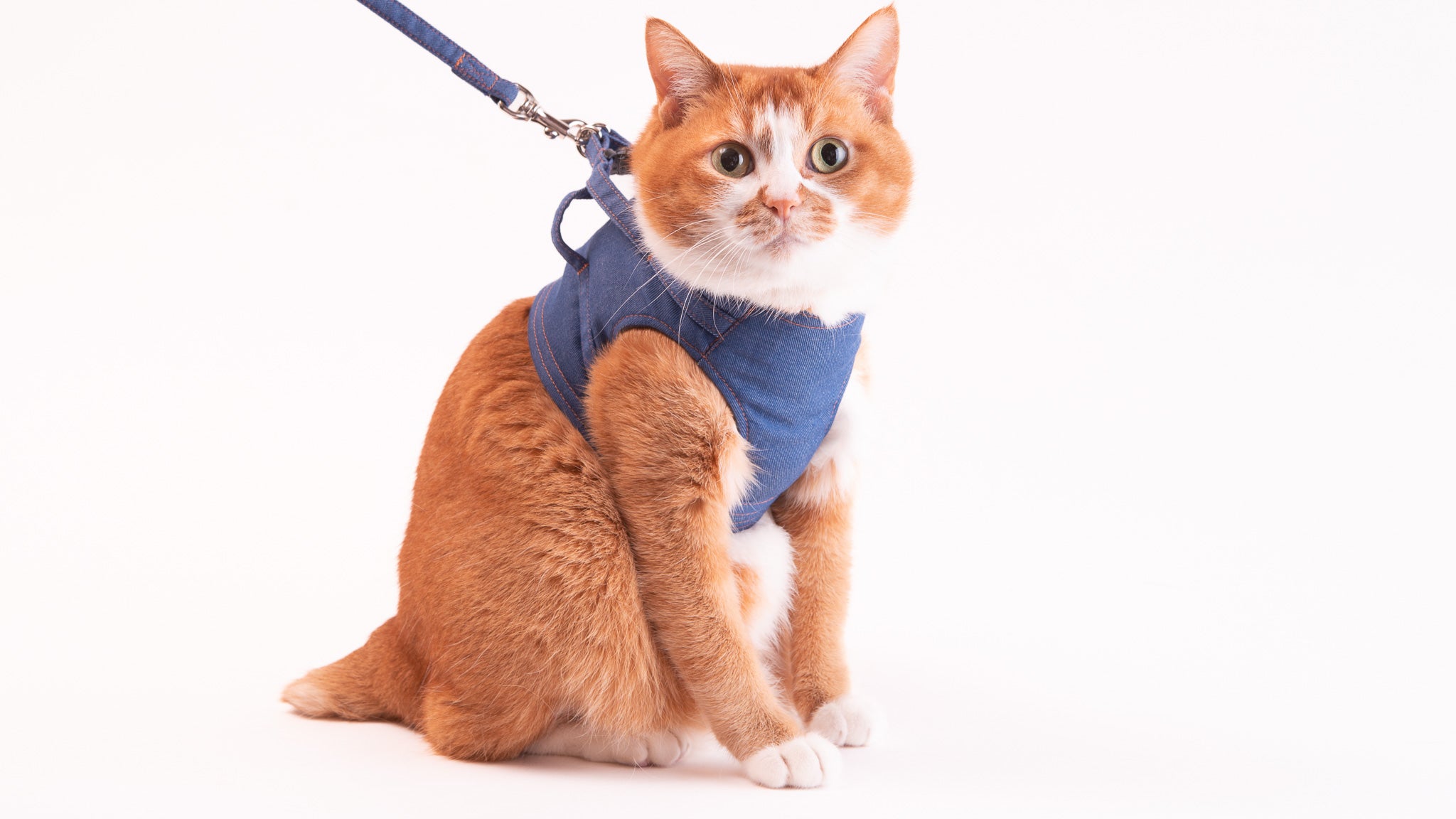 猫の首輪通販 ぽぽねこ公式オンラインショップ