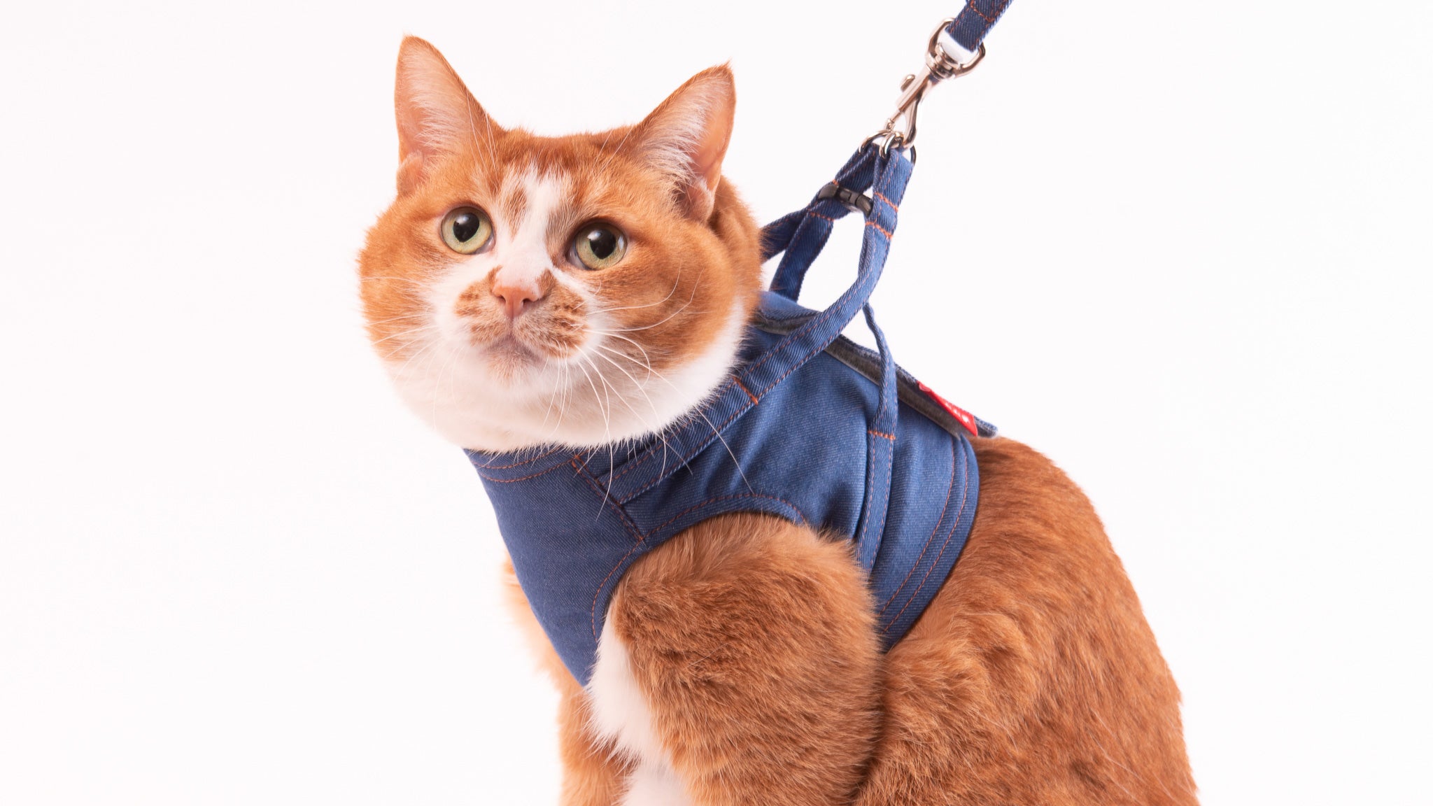 猫用ハーネス｜すり抜けにくいベスト型！着せやすいダブルロック｜ぽぽ