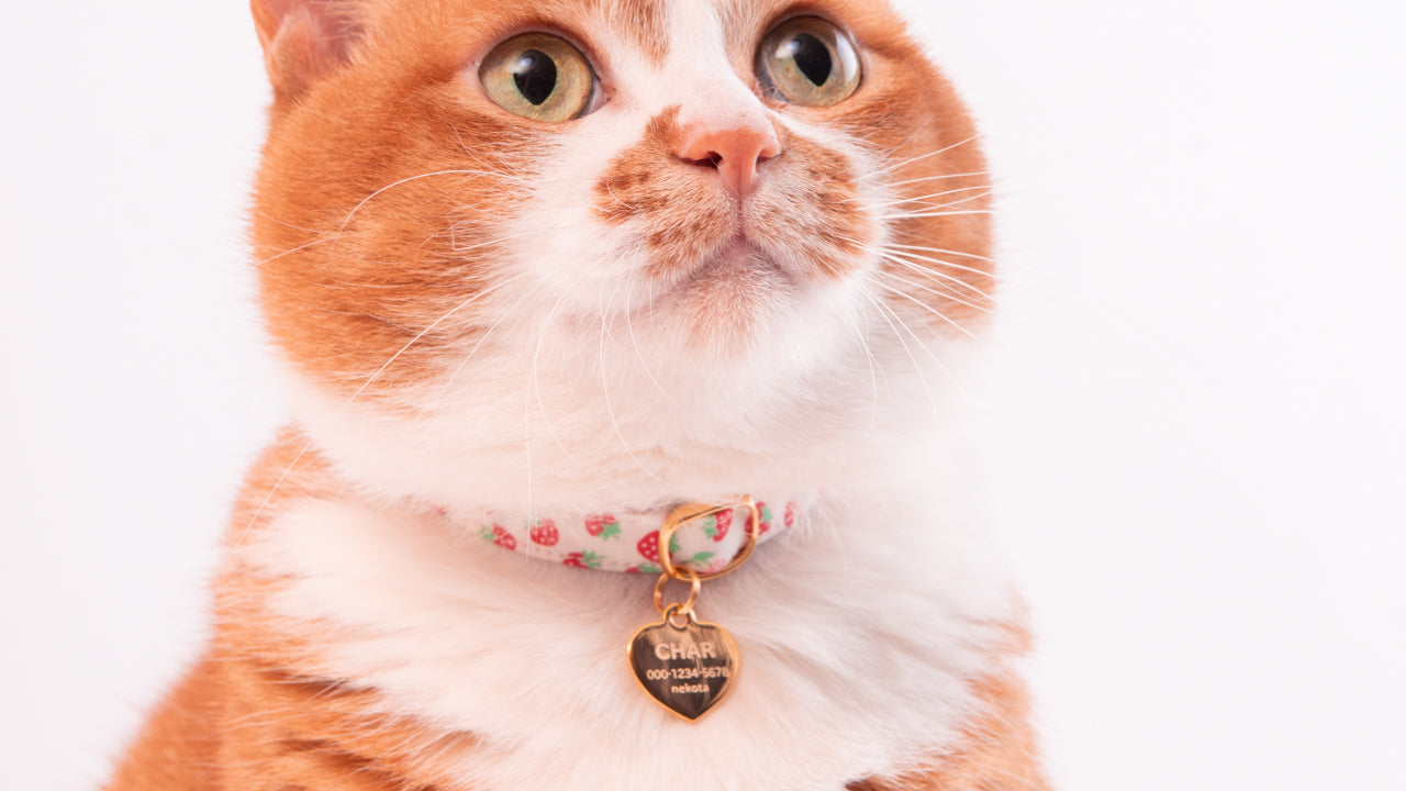 新モデル】猫用迷子札オールメタルが新しくなりました！｜ぽぽね