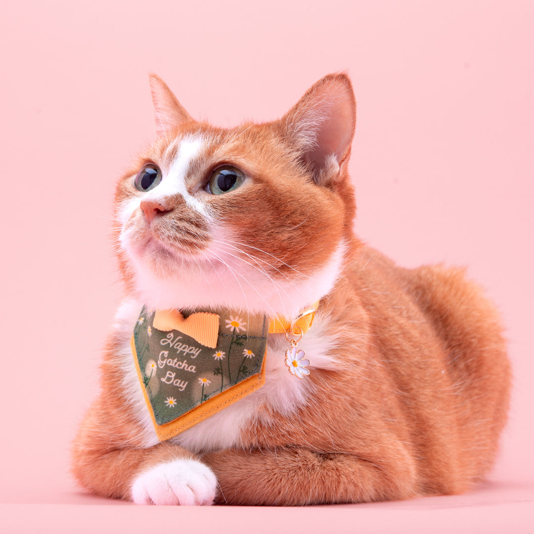 Harenohi Cat Collar - Happy Gacha Day - Chamomile