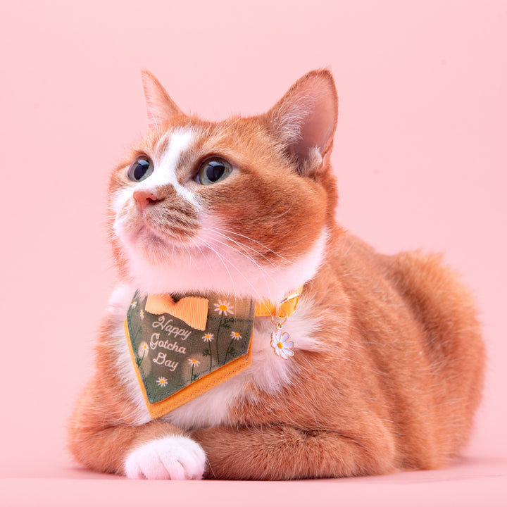Harenohi Cat Collar - Happy Gacha Day - Chamomile