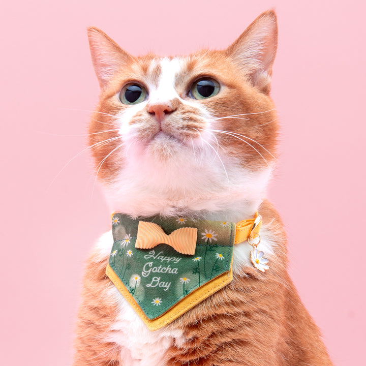 Harenohi Cat Collar - Happy Gacha Day - Chamomile