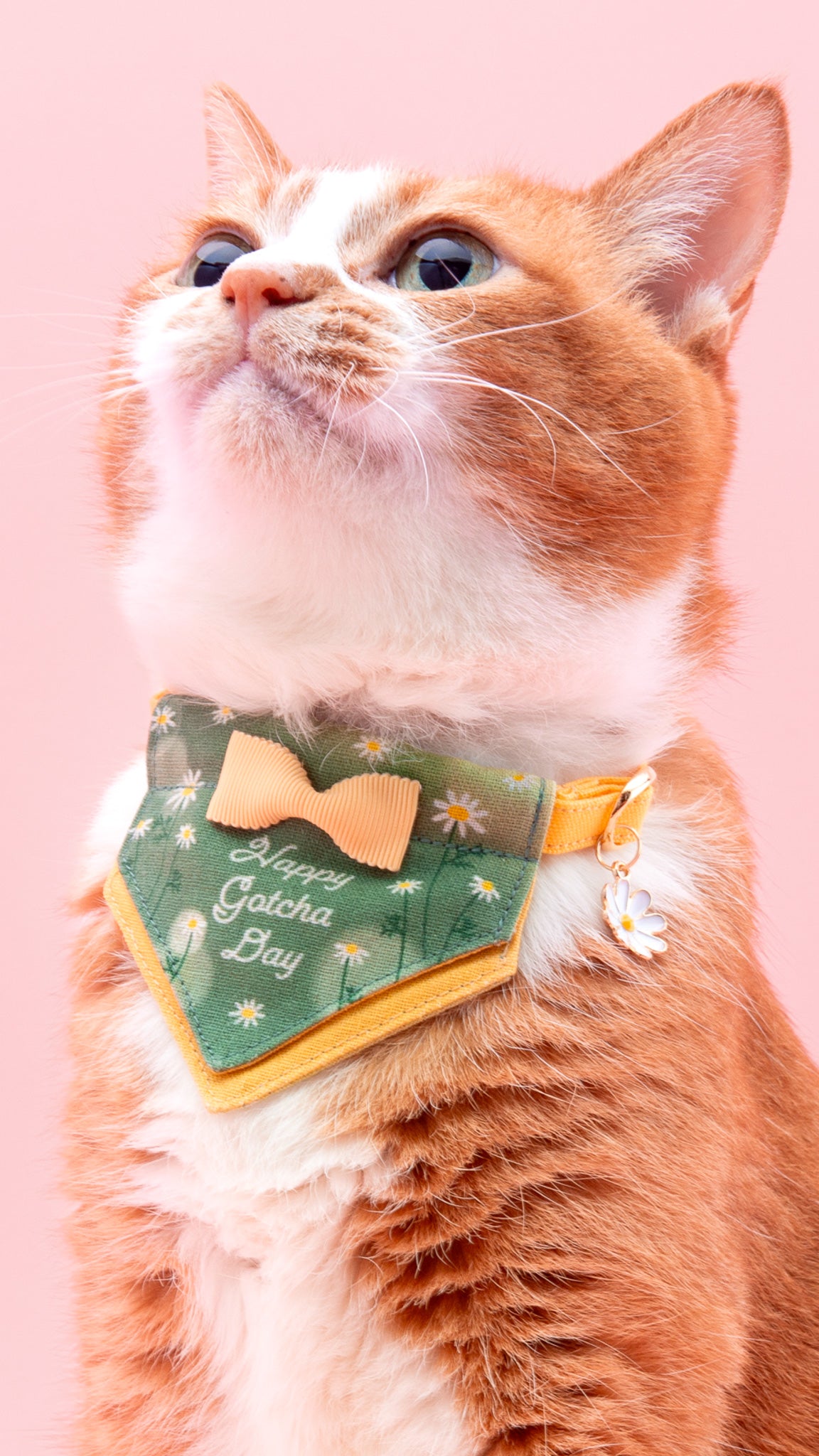 お誕生日やうちの子記念日に特別な猫首輪