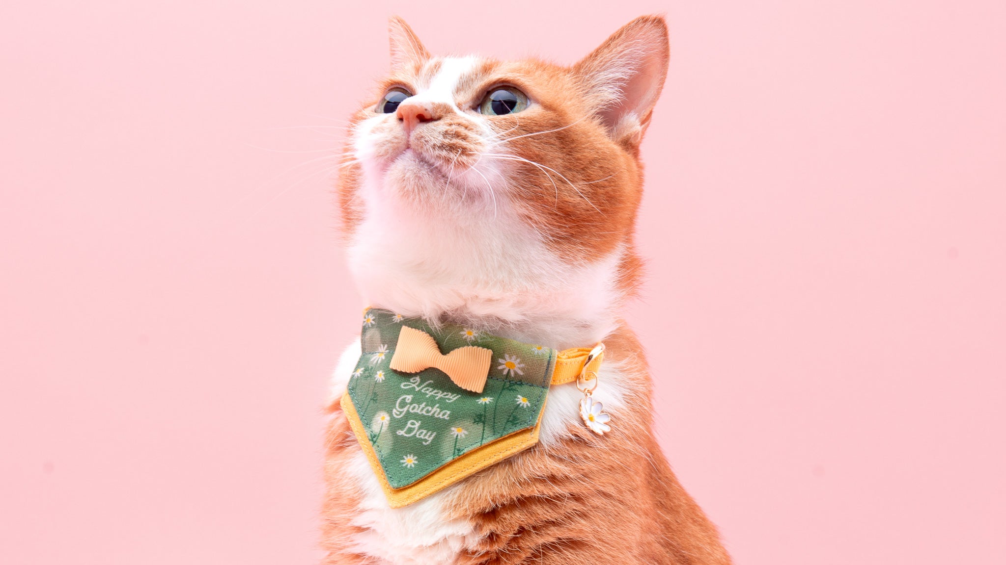 お誕生日やうちの子記念日に特別な猫首輪