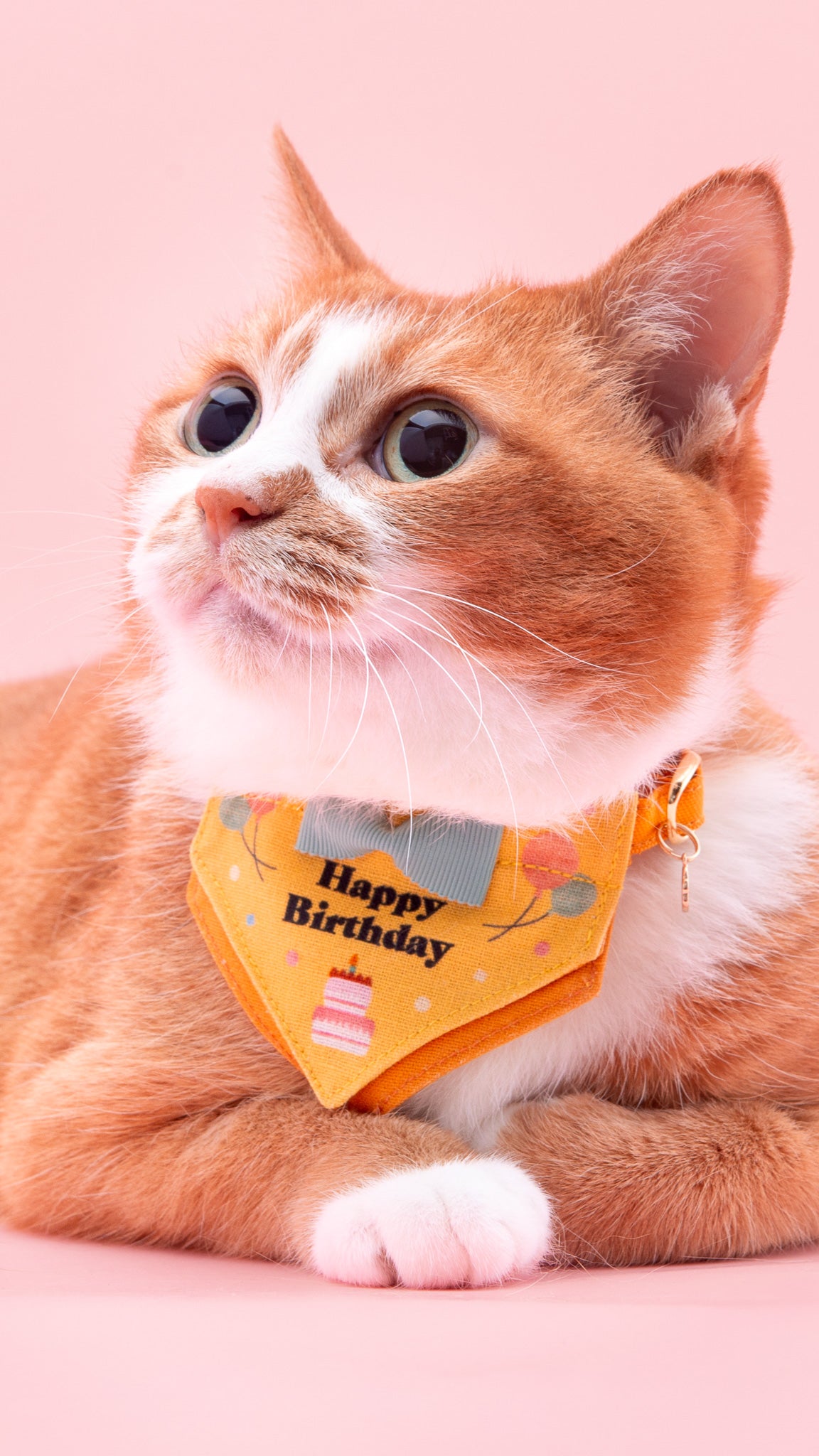愛猫の大切な
記念日を祝おう！
