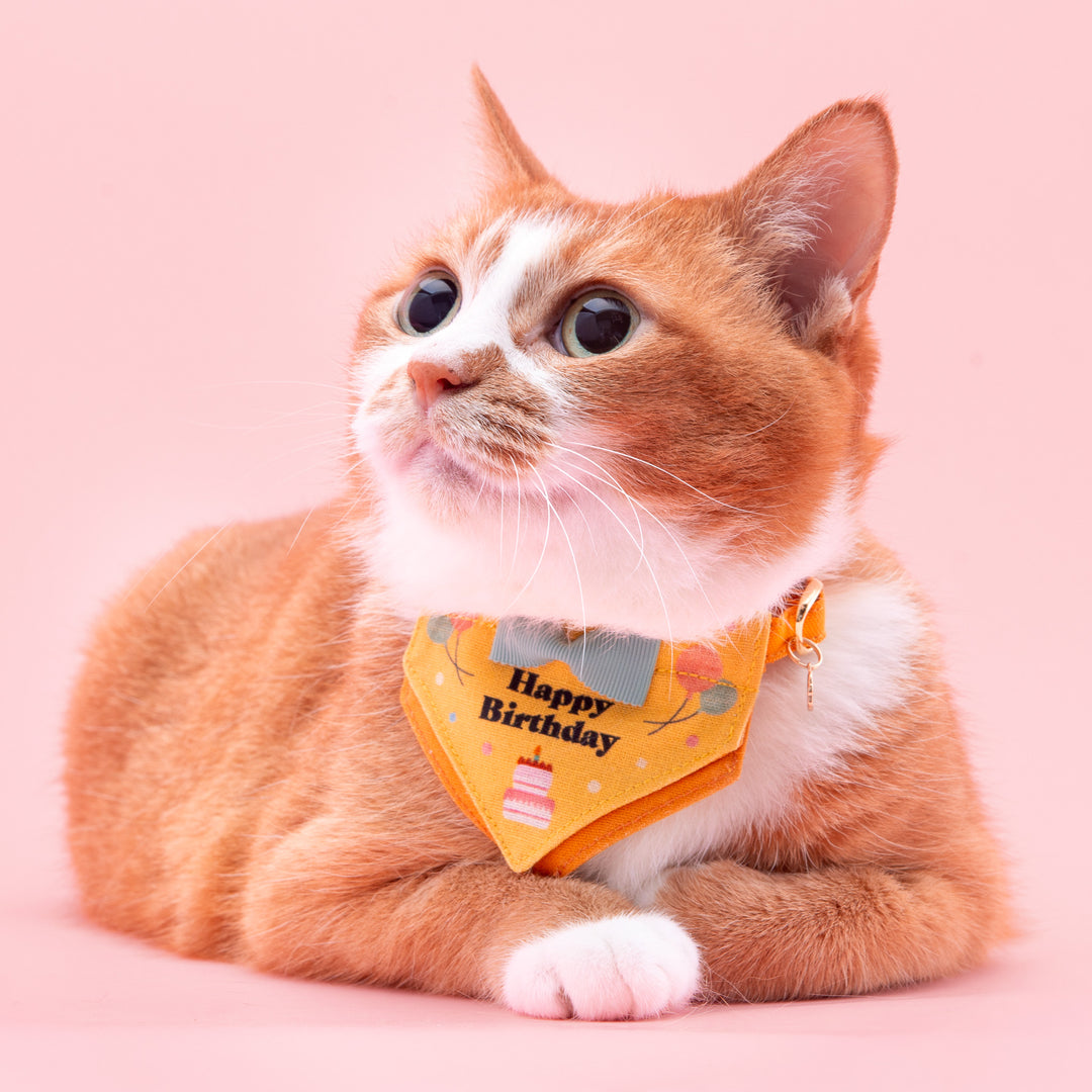 Harenohi Cat Collar Happy Birthday Cake