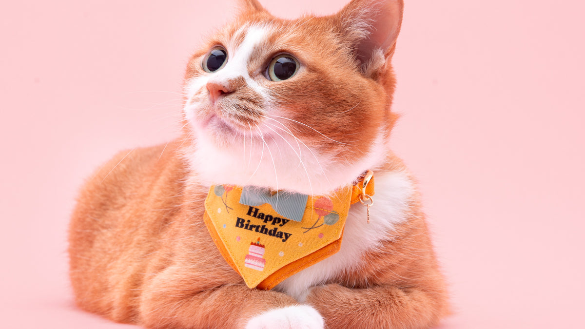 愛猫の大切な
記念日を祝おう！