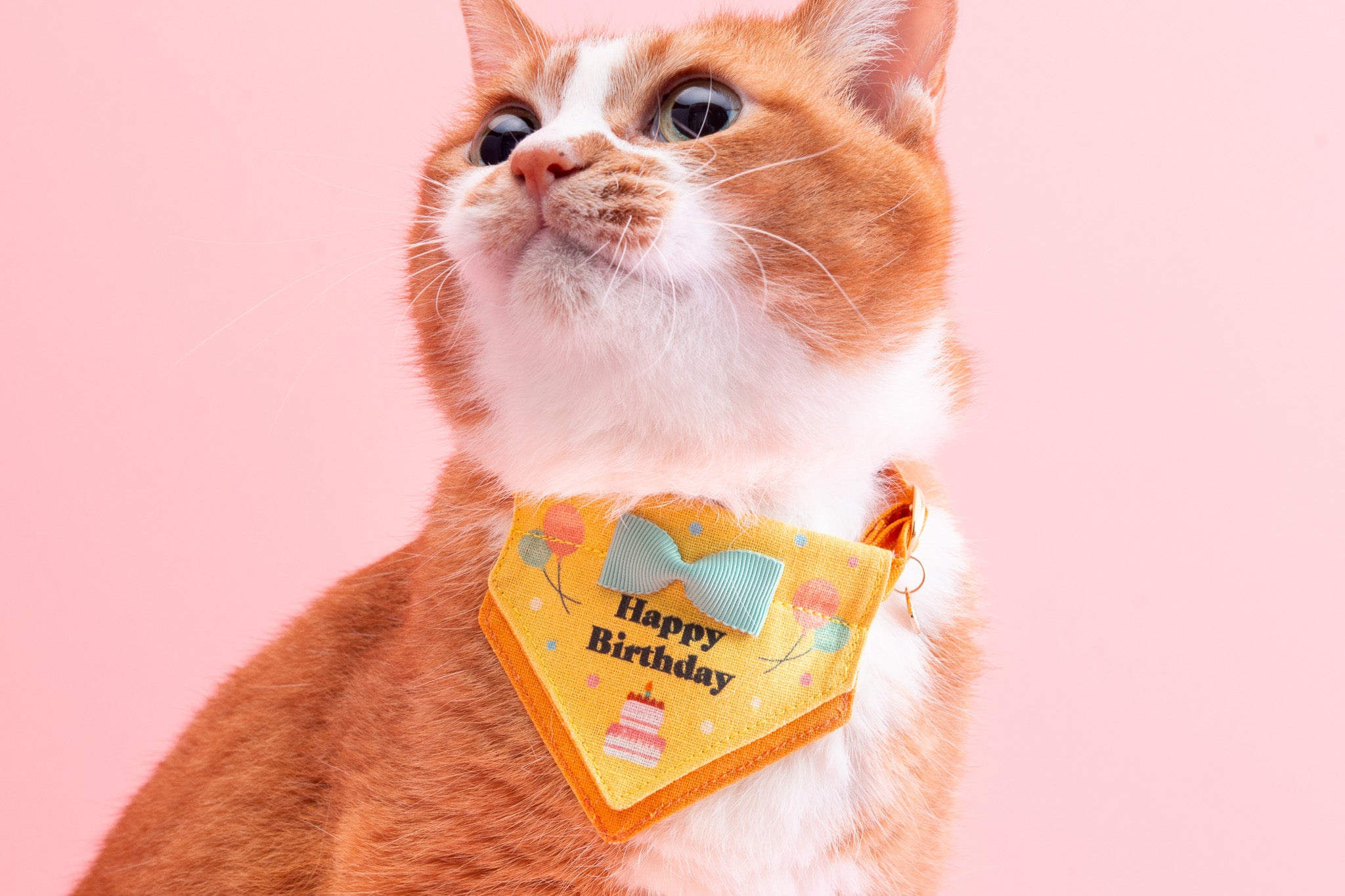 ハレノヒ猫首輪