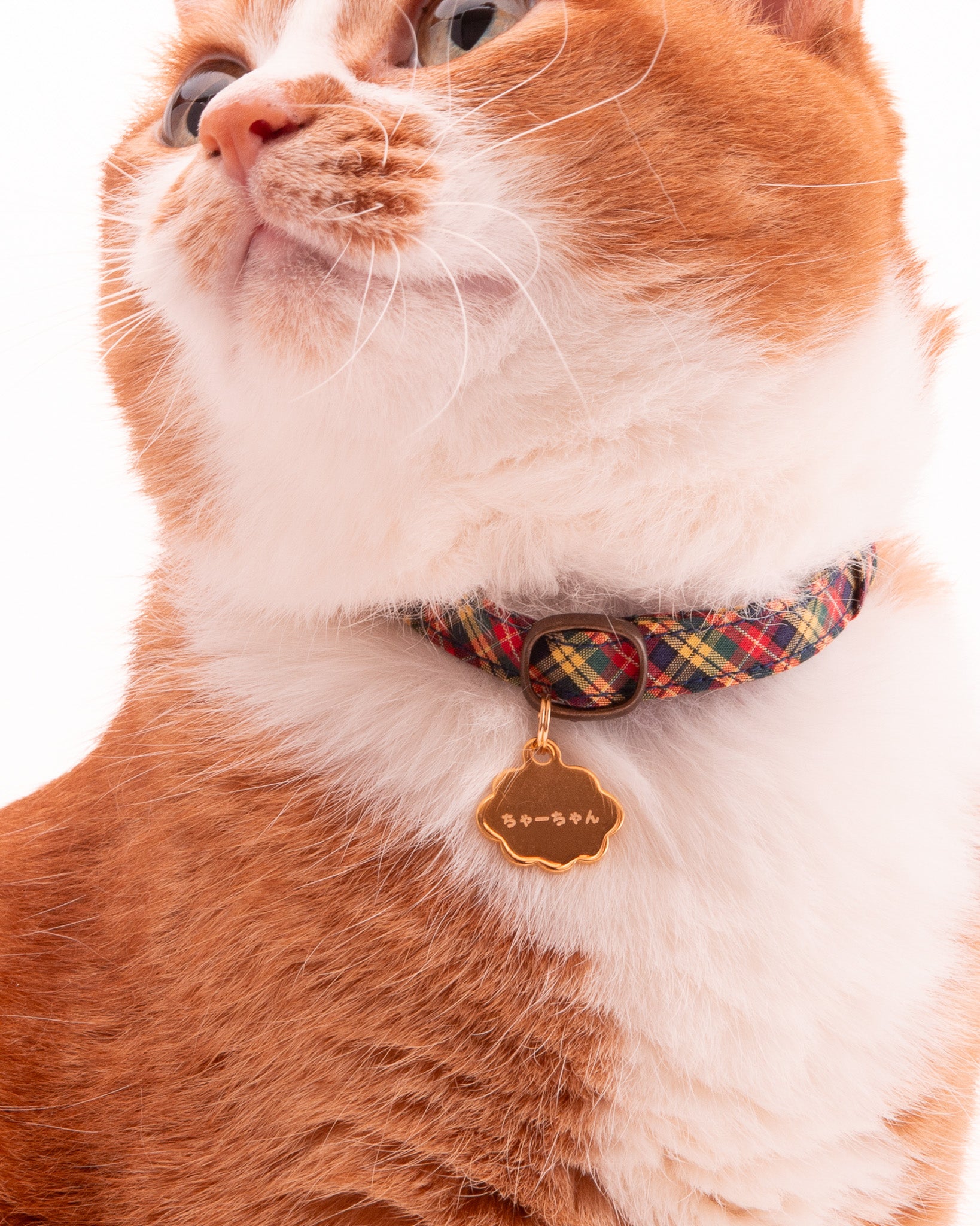 猫用迷子札｜軽くてぶらぶらしない！完全防水・お名前シールも｜ぽぽ