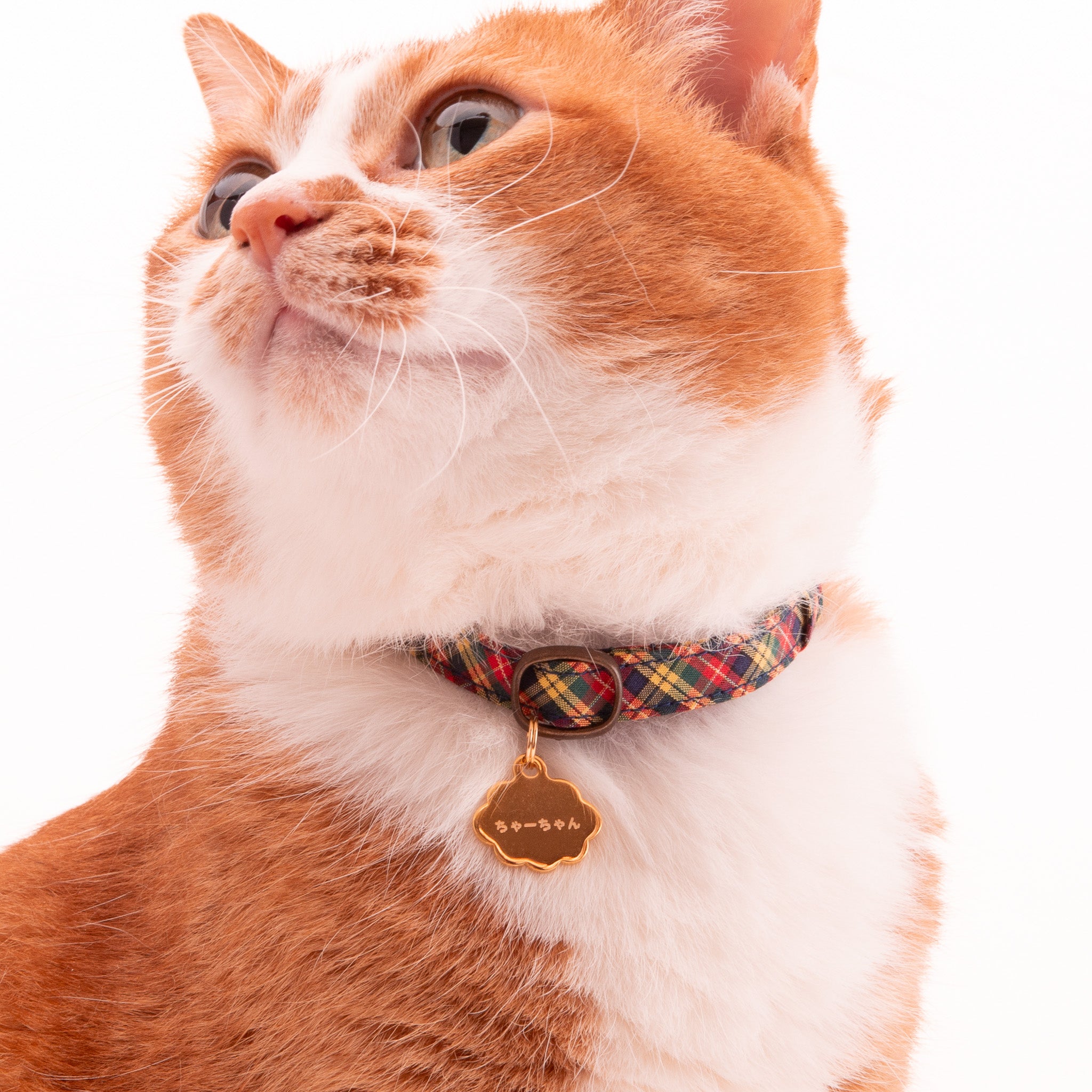 両面］猫用迷子札オールメタル・完全防水 クラウド｜ぽぽねこ公式