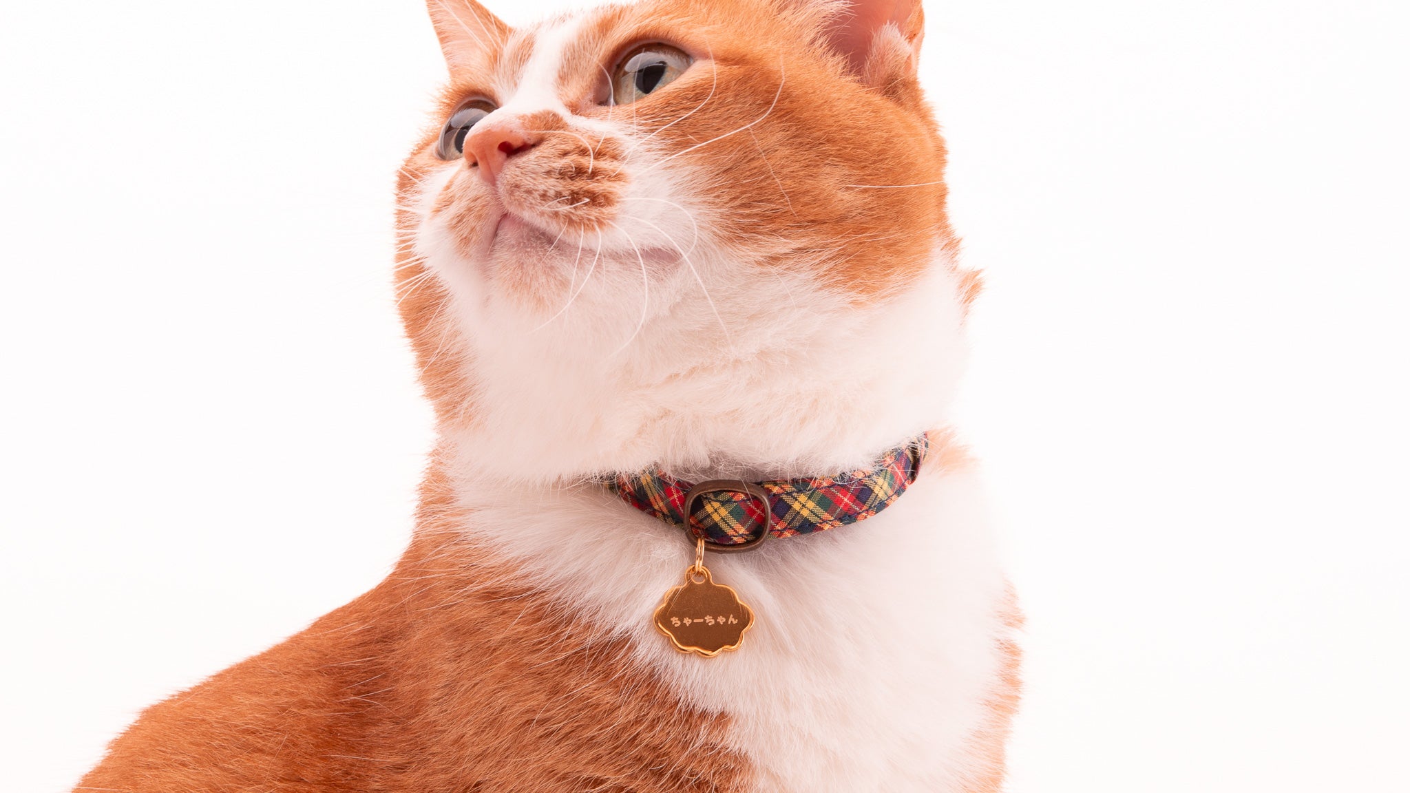 猫用迷子札｜軽くてぶらぶらしない！完全防水・お名前シールも｜ぽぽ