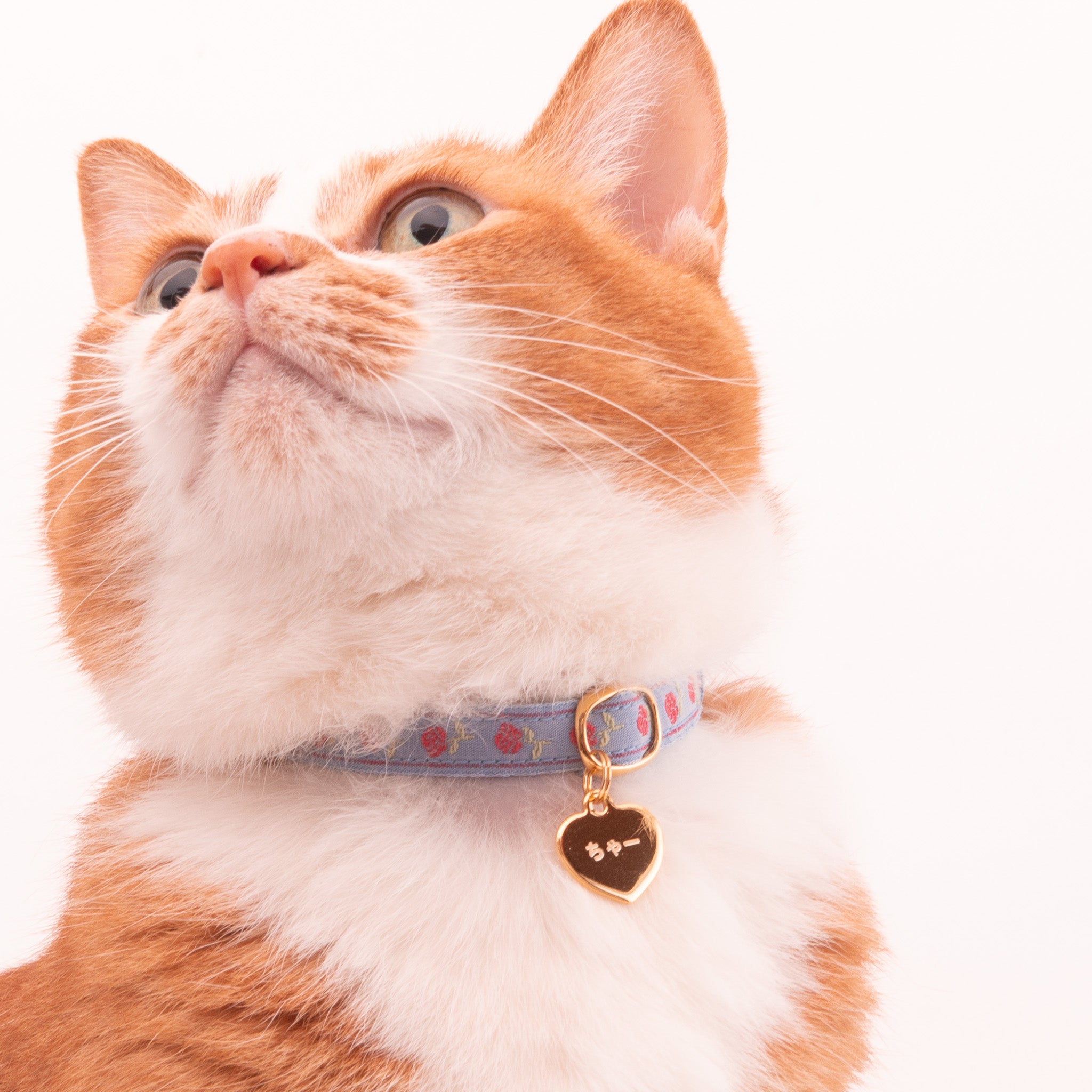 両面］猫用迷子札オールメタル・完全防水 ハート｜ぽぽねこ公式