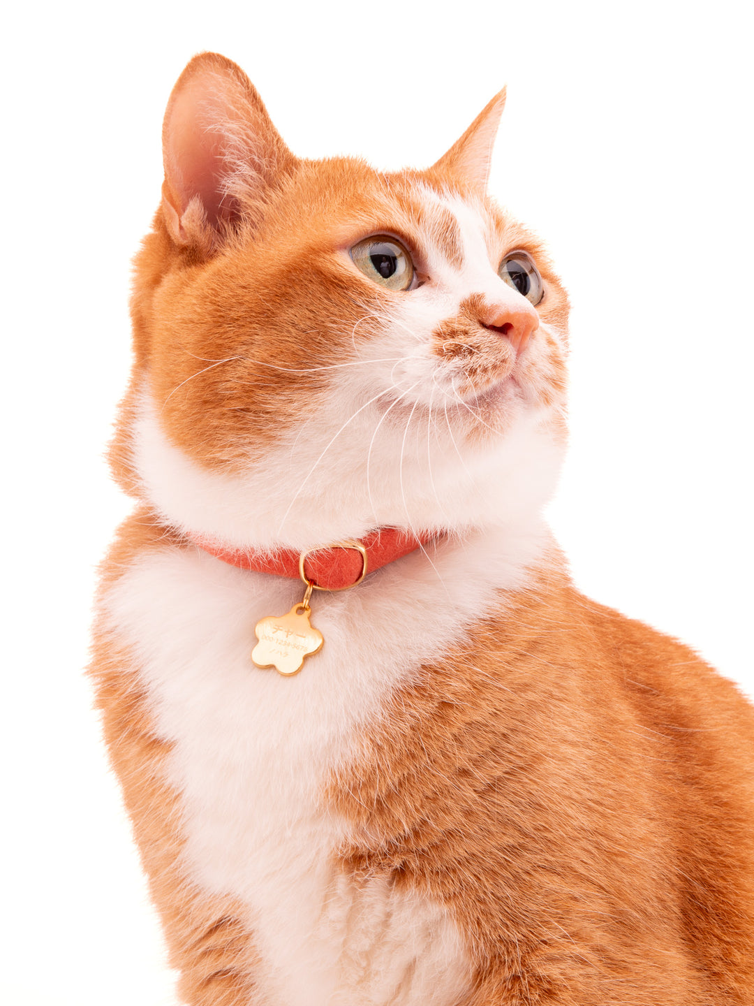 ぽぽねこのモデル猫ちゃーちゃん